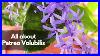All_About_Petrea_Volubilis_Sand_Paper_Vine_Purple_Wreath_Western_Blue_Bird_Vine_01_od