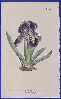 Curtis Iris Violet-Blue Dwarf Flag. 1261 1787-1800's The Botanical Magazine